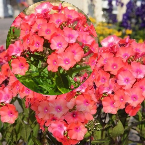 Phlox paniculata 'Adessa® Orange' - Aed-leeklill 'Adessa® Orange' P9/0,55L